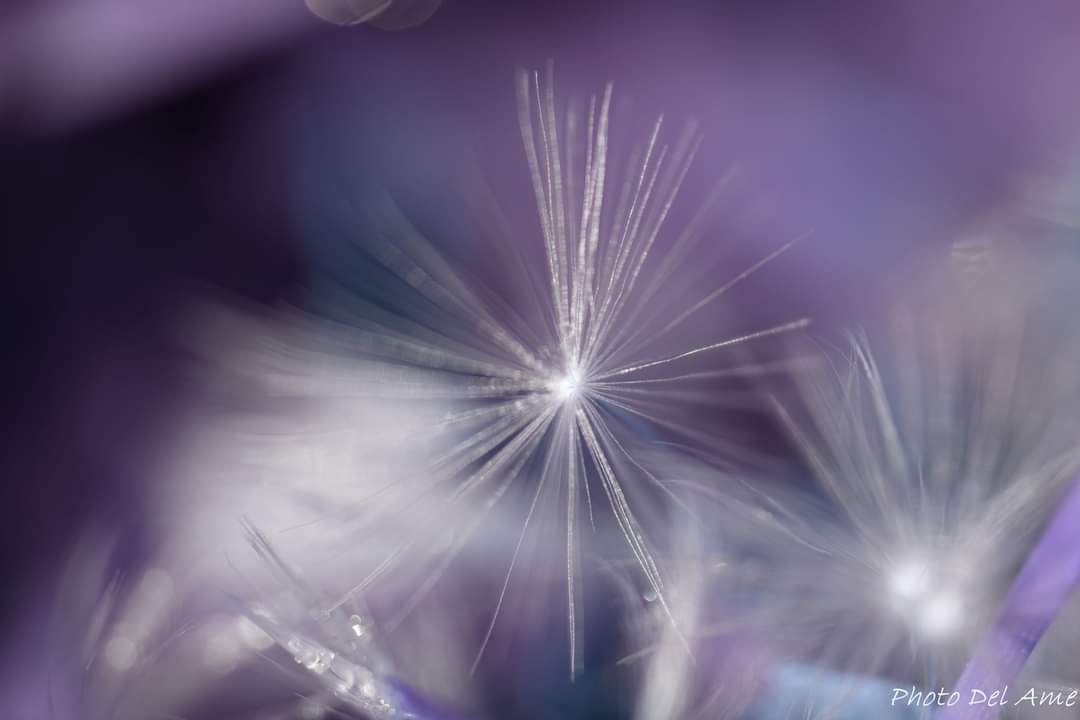 Photo Del Ame / Delphine Noiziller Photo Del Ame / Delphine Noiziller